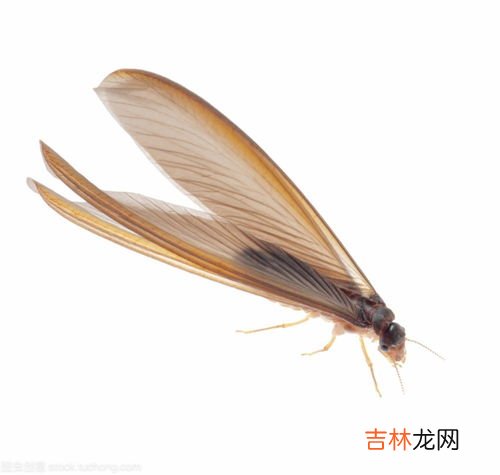 飞蚁出现的原因是什么,家里出现飞蚂蚁的原因