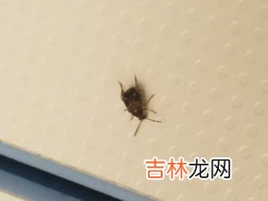 飞蚁出现的原因是什么,家里出现飞蚂蚁的原因