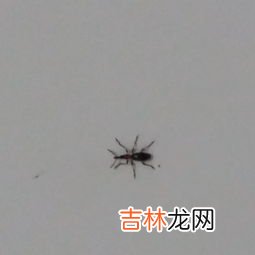 飞蚁出现的原因是什么,家里出现飞蚂蚁的原因