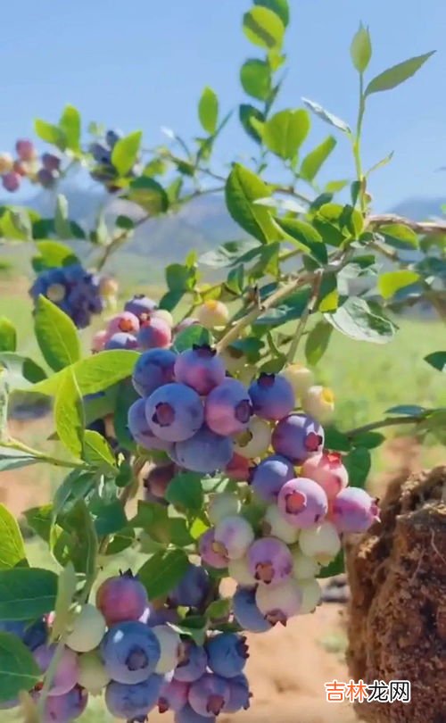 蓝莓精华的功效与作用,野生蓝莓花青素有什么作用和功效