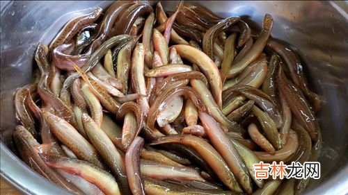 怎么做烧泥鳅,红烧泥鳅怎么做？