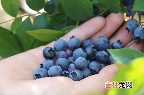 长白山蓝莓几月成熟,蓝莓采摘期是几月份