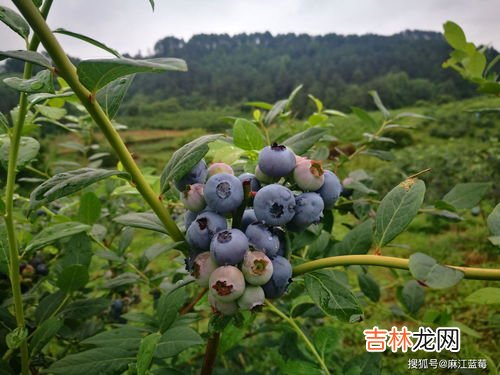 长白山蓝莓几月成熟,蓝莓采摘期是几月份