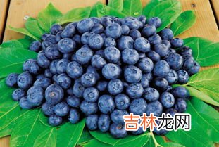 长白山蓝莓几月成熟,蓝莓采摘期是几月份