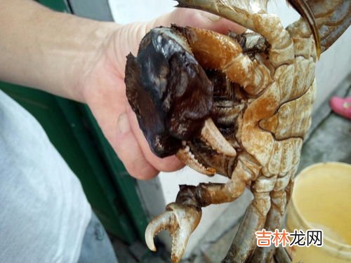 螃蟹是什么颜色,螃蟹是什么颜色