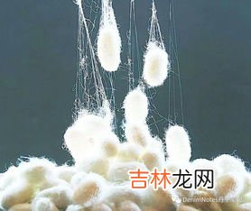 蚕茧是由几根蚕丝组成的,蚕丝和茧丝的区别?