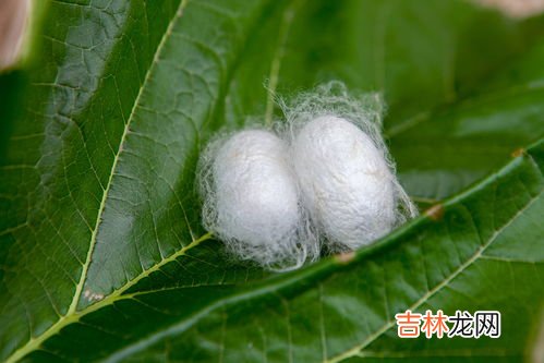 蚕茧是由几根蚕丝组成的,蚕丝和茧丝的区别?