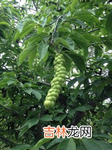 松子是什么树的果实,松子是松树的果实吗?