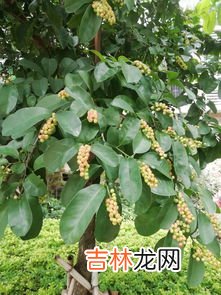 松子是什么树的果实,松子是松树的果实吗?
