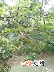 松子是什么树的果实,松子是松树的果实吗?