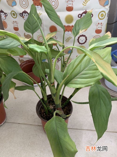 植物叶子发黄是什么原因,植物叶子发黄是怎么回事？