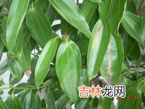 植物叶子发黄是什么原因,植物叶子发黄是怎么回事？