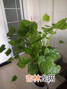 植物叶子发黄是什么原因,植物叶子发黄是怎么回事？