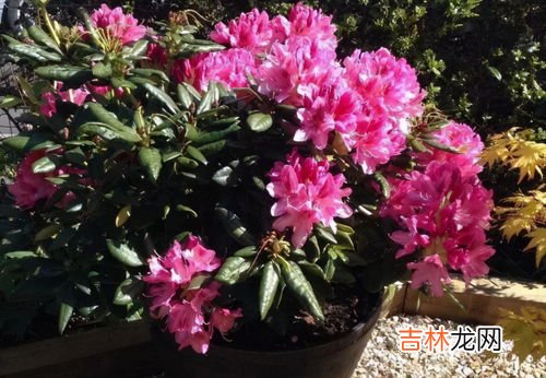 杜鹃花是什么季节开的,杜鹃花一般什么季节开?