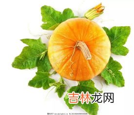 南瓜叶能吃吗,南瓜叶能吃吗 南瓜叶是否能吃