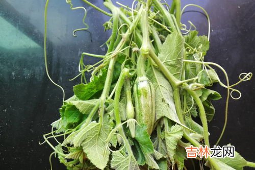 南瓜叶能吃吗,南瓜叶能吃吗 南瓜叶是否能吃