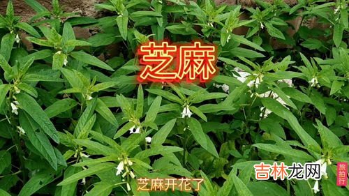 芝麻树长什么样子,芝麻是不是从草莓身上弄下来的？