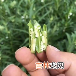 芝麻树长什么样子,芝麻是不是从草莓身上弄下来的？