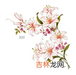 怎么画百合,如何画漂亮的简笔百合花