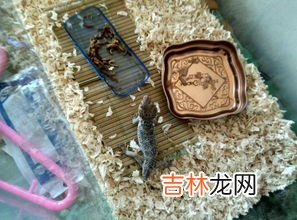 面包虫成虫吃啥,请问面包虫要吃些什么