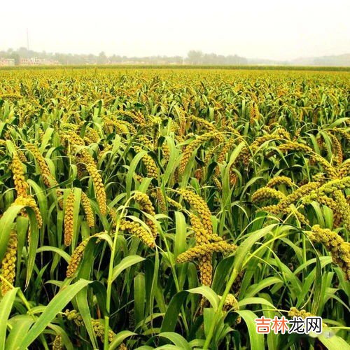 谷子和小米的区别,小米和 稻米有什么 区别?