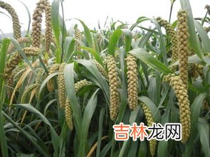 谷子和小米的区别,小米和 稻米有什么 区别?