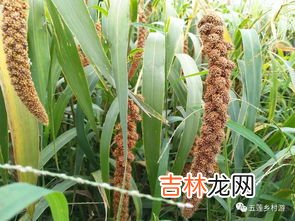 谷子和小米的区别,小米和 稻米有什么 区别?