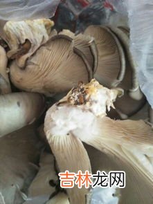 平菇冻了还能吃吗,鲜蘑冷冻后还可以吃吗