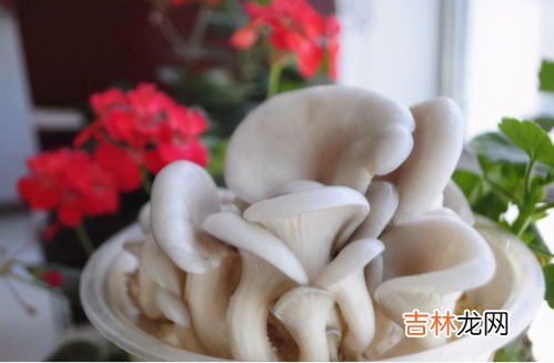 平菇冻了还能吃吗,鲜蘑冷冻后还可以吃吗