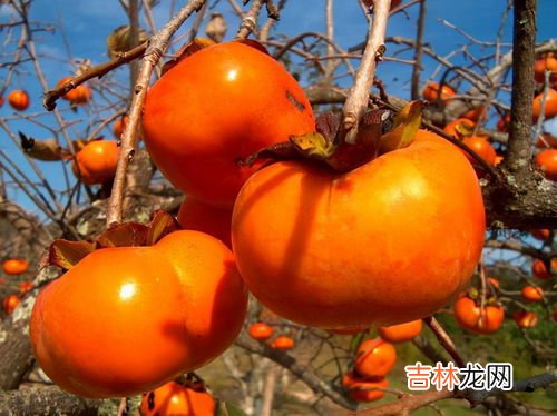 青柿子有毒吗,能吃吗,青柿子能吃吗