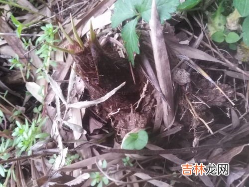 新鲜笋子怎样保存,竹笋怎么保存新鲜竹笋怎么保存