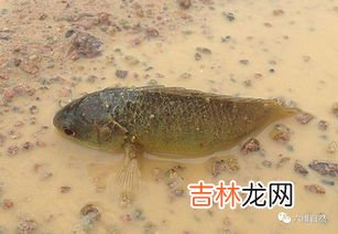 鱼属于动物还是生物,鱼是不是动物？