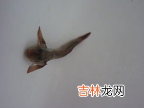 鱼属于动物还是生物,鱼是不是动物？