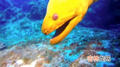 鱼属于动物还是生物,鱼是不是动物?