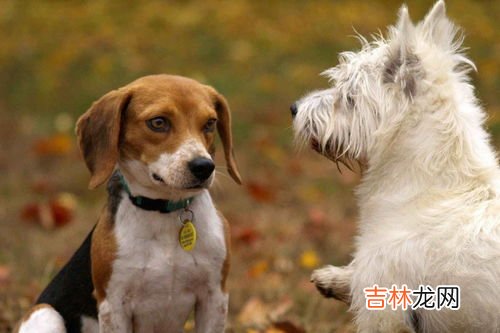 狗狗发情前有什么征兆,狗狗发情前有什么征兆