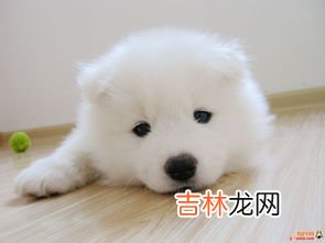 狗狗发情前有什么征兆,狗狗发情前有什么征兆