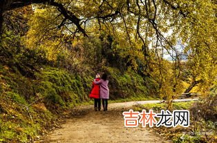 银杏精华的禁忌,美国银杏精华片的禁忌