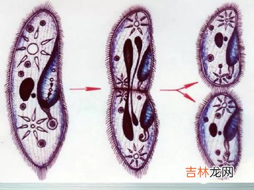 草履虫是动物吗,草履虫什么意思