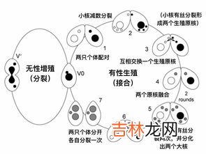 草履虫是动物吗,草履虫什么意思