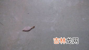 草履虫是动物吗,草履虫什么意思