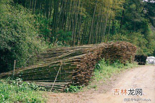 挖春笋的技巧和方法,上山挖笋的技巧有哪些