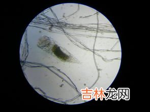 草履虫是属于生物,草履虫和变形虫，属于什么生物？