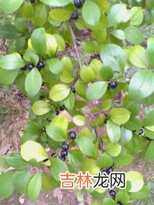 鱼尾葵果实能吃吗,鱼尾葵的果实能吃吗