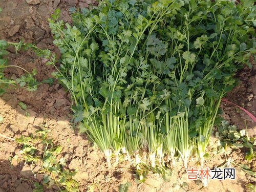 香菜怎么种植容易发芽,请问香菜怎么种植发芽快呢？