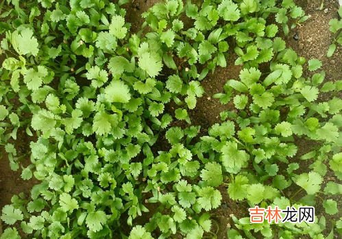 香菜怎么种植容易发芽,请问香菜怎么种植发芽快呢？