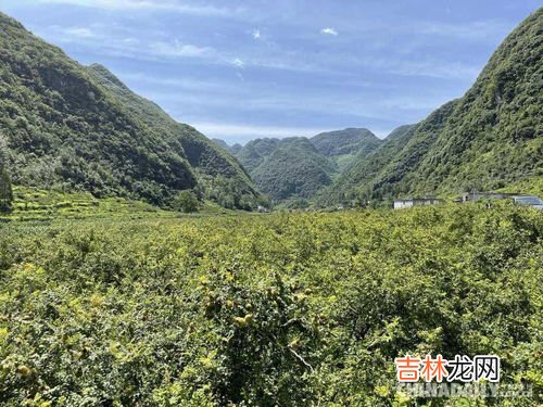 新鲜野刺梨怎么吃,新鲜刺梨怎么处理