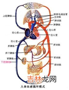 关于血液循环的描述,正确的是,体循环和肺循环的动力来源于