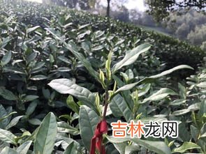 安吉白茶采摘时间,安吉白茶哪个季节喝好 安吉白茶什么季节喝最好