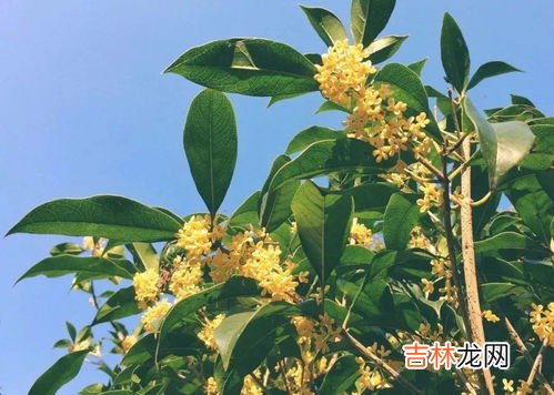 桂花的香味是什么味,桂花是什么香味