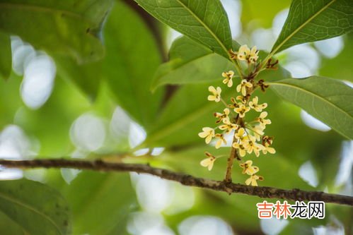 桂花的香味是什么味,桂花是什么香味